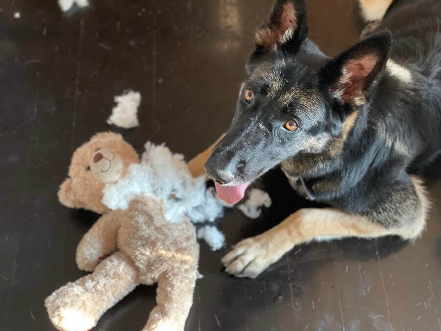 A german shepherd laying next to a ripped up stuffed animal