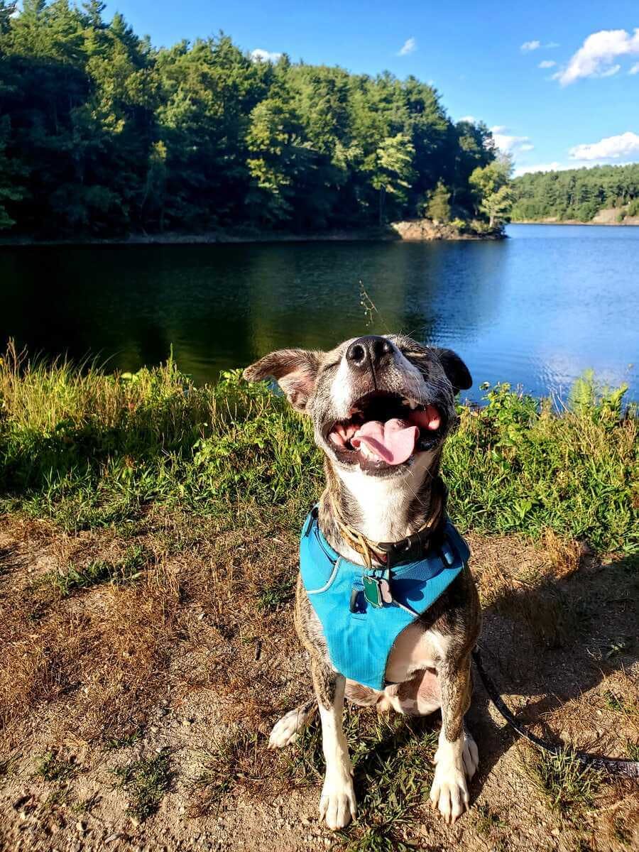A smiling plott hound sitting in front of a lake