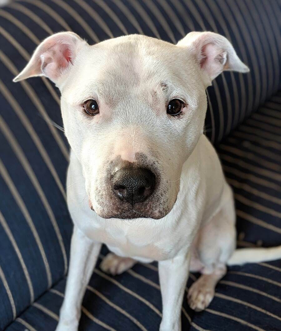 A white american pit bull terrier sitting on a couch