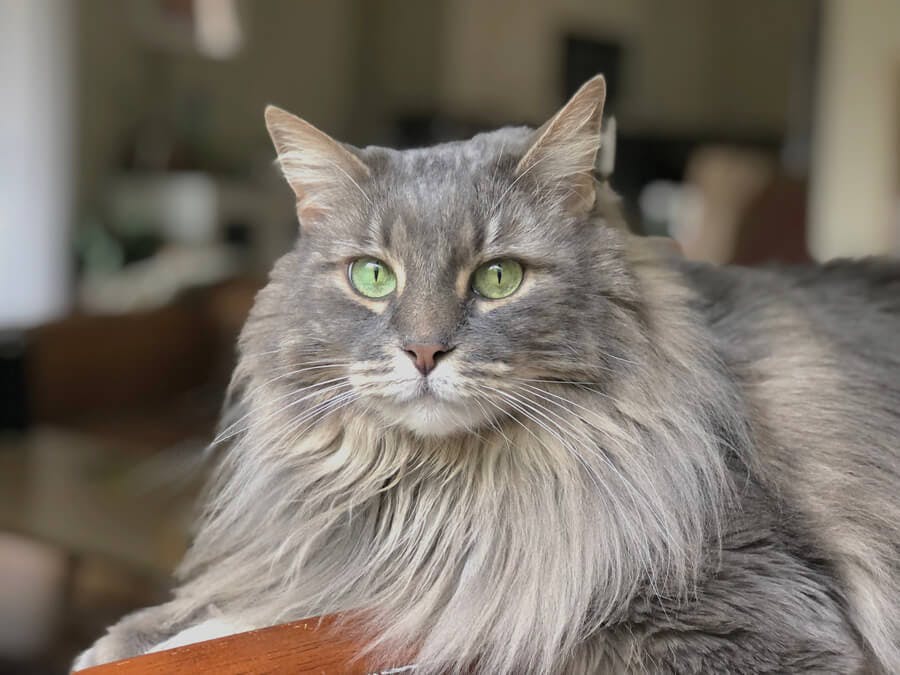 A gray maine coon cat with green eyes