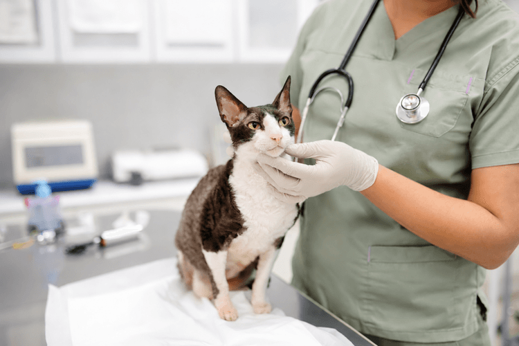 Top Five Ways to Improve Compliance in Veterinary Dermatology