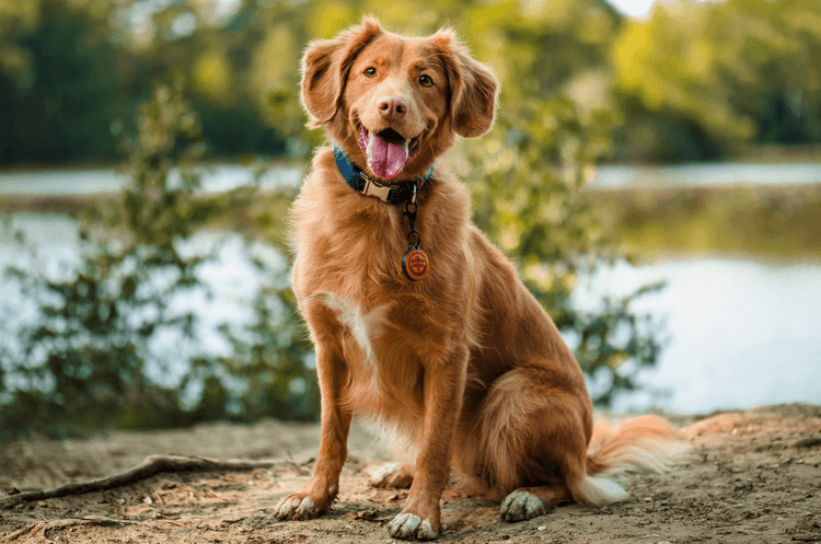 What Every Pet Parent Needs to Know About Heartworm