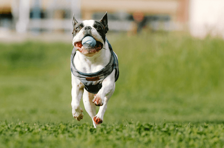 NexGard vs. Bravecto: Which Flea & Tick Preventative Wins in 2026?