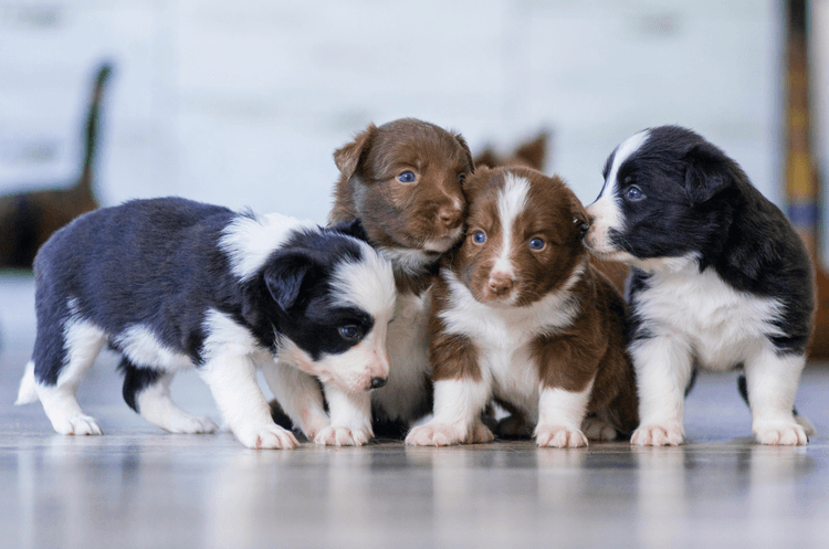 Why Spaying and Neutering are the Cornerstones of Pet Health and Population Control