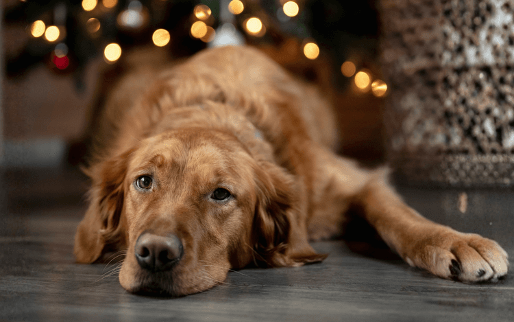 Food and Holiday Decor Dangers For Pets