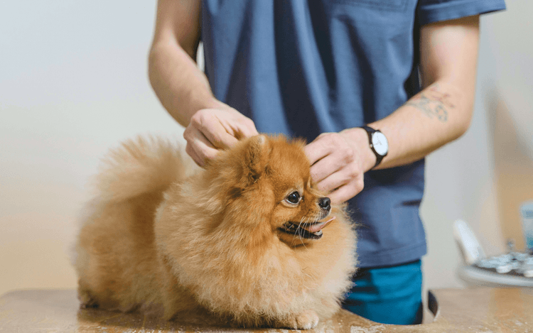 How Vet Technicians Make Medicine Less Scary for Pets