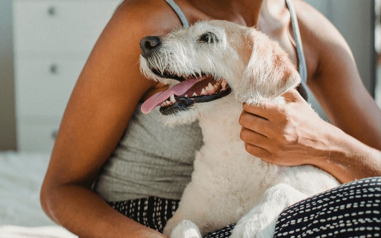 The Ultimate Guide to Being a Responsible Dog Owner