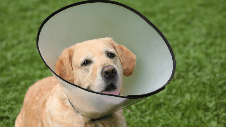 Is Your Pet in Pain? Early Signs Every Owner Should Know