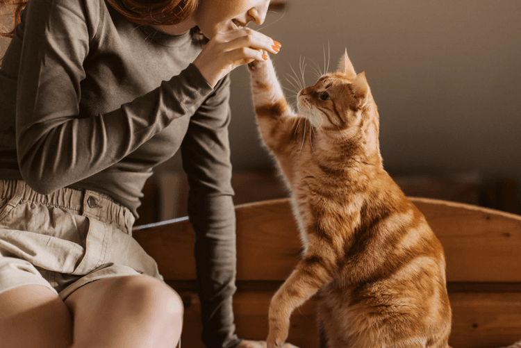 Why Consistency Matters in Your Pet’s Preventative Care