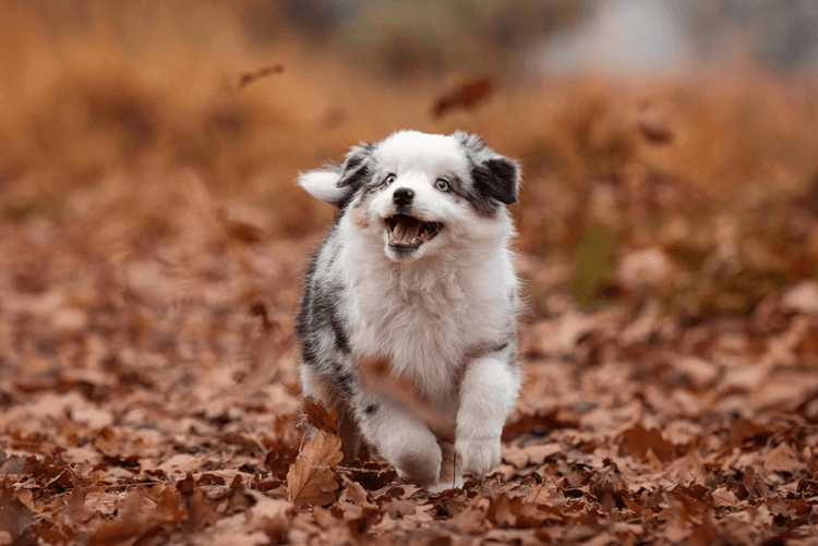 Your Pet’s Fall Health Checklist