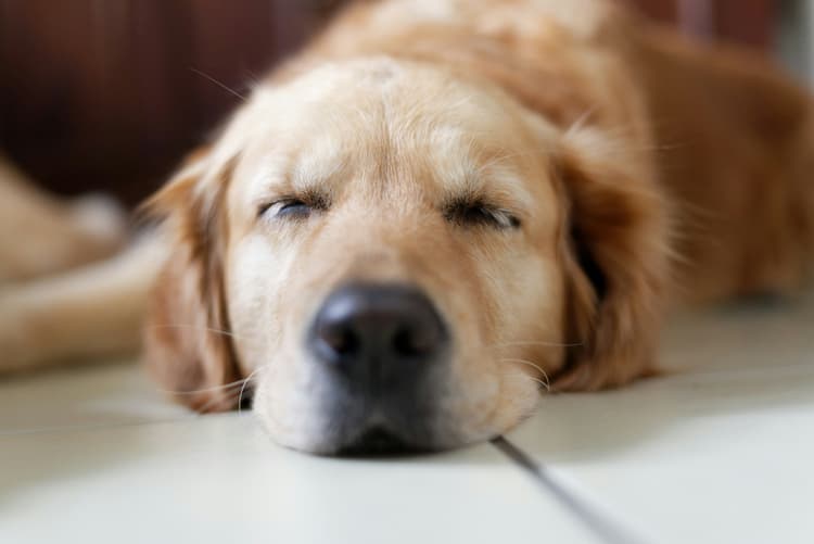 How to Help Your Pet Adjust to a New Schedule