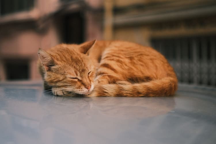 Is Your Pet Slowing Down or in Pain?