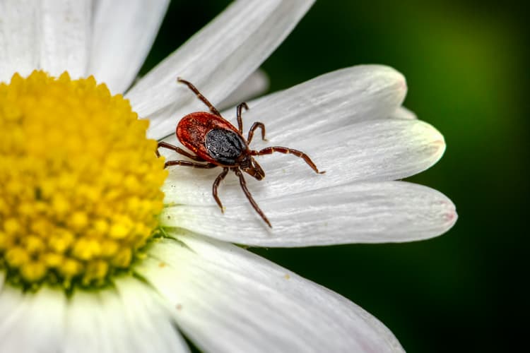 Found a Tick? Here's What to Do Next