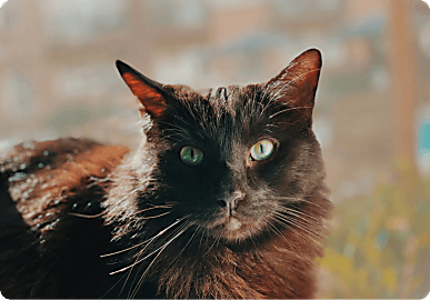 Farmina cat category