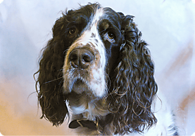 Farmina dog category